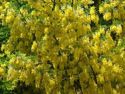 Tree Seeds Online - Easy to Grow Selection. Total of 102 Seeds - 2 Packs