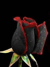 Fleur De Rose Noire Avec Bordure Rouge Graines De Fleurs De Rose Rares Paquet De 100 Graines