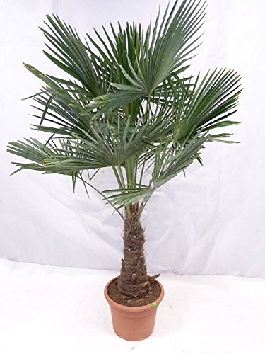 XXL Winterharte Palme XXL Stamm 40-50 cm - Trachycarpus fortunei Chinesische Hanfpalme 160-170 cm