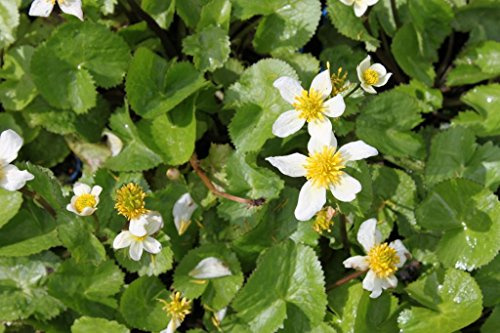 WASSERPFLANZEN WOLFF - 4er-Set im Gratis-Pflanzkorb - Caltha palustris var. alba - Sumpfdotterblume - Kaschmir-Dotterblume, weiß