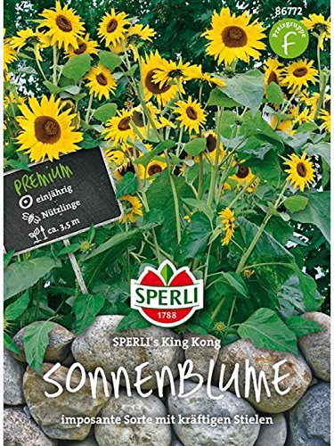 Sonnenblume King Kong