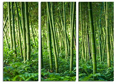 Paul Sinus Art 130x90cm – Keilrahmenbild Bambus Wald leuchtend grün 3teiliges Wandbild auf Leinwand und Keilrahmen - Fotobild Kunstdruck Artprint