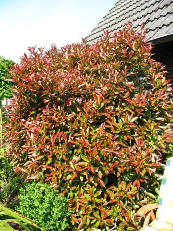 Photinia fraseri 'Red Robin' 60–80 cm im 3 L Topf – Winterhart · Immergrün · Mehrjährig – Glanzmispel – Heckenpflanze für Garten & Sichtschutz
