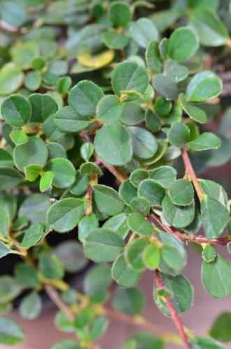 Zwergmispel Cotoneaster dammeri Streibs Findling 15-20 cm 1 VE = 20 Stck. | Immergrün, winterhart & pflegeleicht – bienenfreundlicher Bodendecker, ideal für Flächen & Böschungen