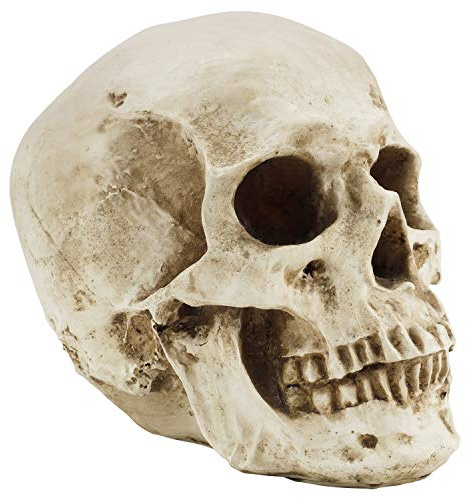 Kurtzy Anatomisches Schädel-Modell – L 12 x B 17 x H 14,5 cm – realistischer menschlicher Schädel, aus Kunstharz – Schädel-Dekoration in Naturgröße für den Unterricht der medizinischen Anatomie und