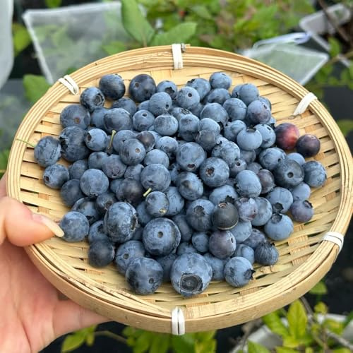 Heidelbeeren, BlaubeerenSamen, balkonpflanzen säulenobstbäume exotische obstgarten säulenobst winterhart 200Samen