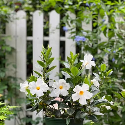Mandevilla Dipladenia - blumenstauden winterhart balkongewächshäuser schnittblumen blumenwiesensaat biosaatgut sommerblumen blumengarten bonsai topf schmetterlingsflieder balkonpflanze 400samen