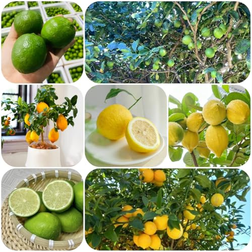Semillas resistentes de limonero fresca, columnares de limonero, resistentes al invierno para balcón, balcón 125pcs