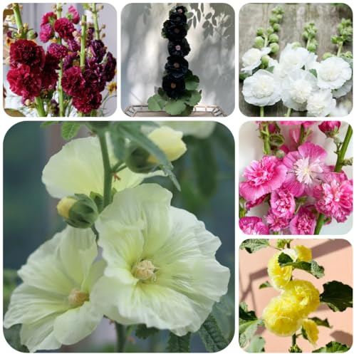 malvarrosas de jardín de semillas pradera malvarrosa - Alcea rosea pradera decorativas interior raras trepadoras, jardín rocas Decoración sala 250semillas