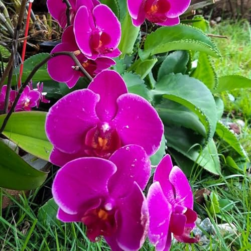 Raro Rizoma Di Cymbidium Orchidea, Resistenti Al Freddo E Alla Siccità, Facile Da Coltivare, Perfetta Idea Regalo-3 rizoma-D