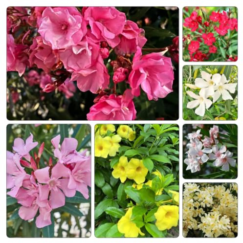 semi di oleandro - decorazione del soggiorno varietà antiche 20pcs