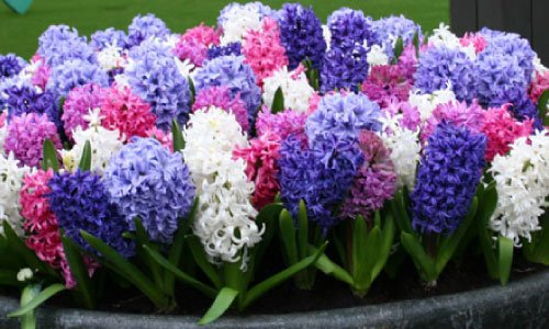 10 HYACINTH BULBS IN THE GREEN-MIXED COLOURS