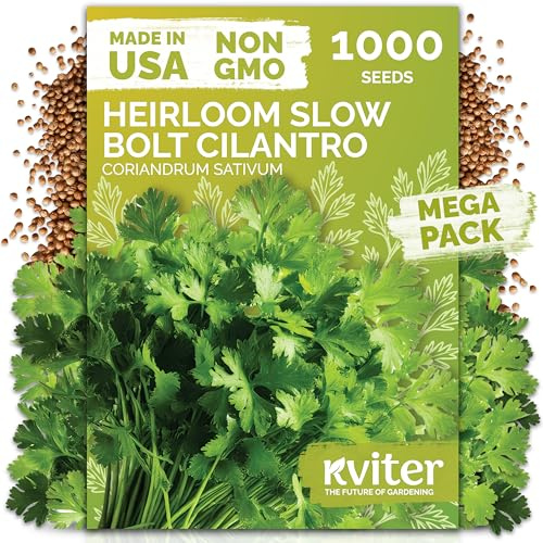 KVITER 1000 Slow Bolt Cilantro Seeds (Coriandrum sativum) - Cilantro Organic Seed, Slow to Bolt Coriander Seed, Aromatic Leaves - Herb Seeds for Planting in Outdoor & Indoor Garden