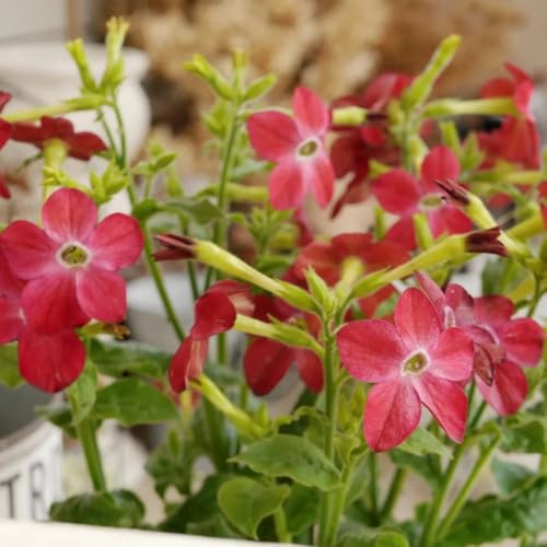 semi di tabacco biologici - balcone selvatici giardino copertura del terreno resistenti 100pcs