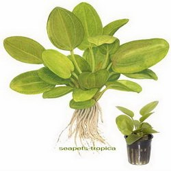 Schwertpflanze Aquartica / Echinodorus 'Aquartica'