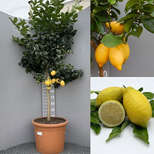 Planta de limón SAVINI VIVAI, árbol de cítricos Lunario, plántula de limón en maceta de 42 cm altura 180-200 cm 7-8 años de injerto, fabricado en Italia