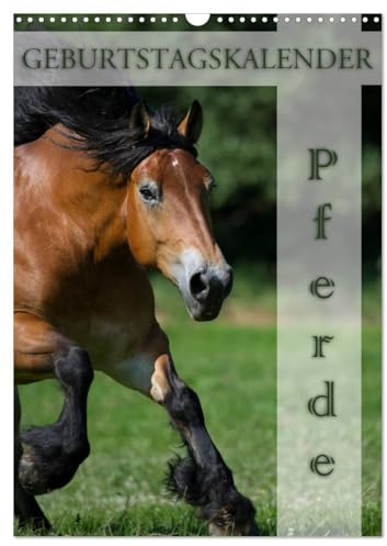 Pferde/Planer (Wandkalender 2026 DIN A3 hoch), CALVENDO Monatskalender: 13 schöne Pferdemotive auf einem Geburtstagskalender (CALVENDO Tiere)