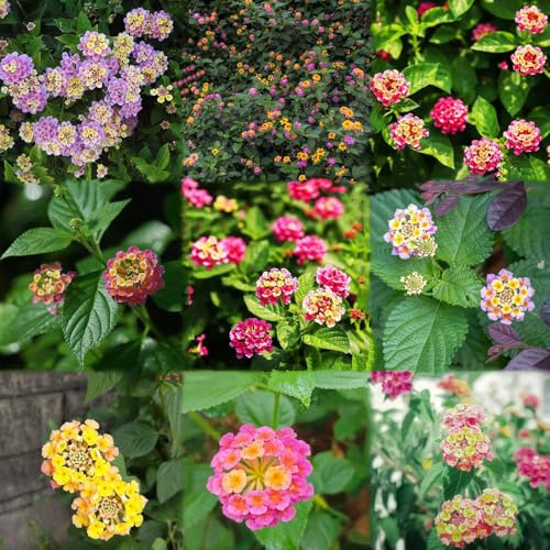 200 piezas semillas lantana - balcon prado resistentes para jardín herbáceas balcon