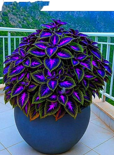 Hosta bulbi,Hosta pianta vera,Piante erbacee perenni,Facile da curare,Decorazione del giardino, bulbi belli e sani(non fiori artificiali)-8 Bulbi-D