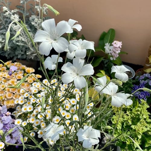 semi ruota di mais - Agrostemma githago selvatici balcone serra decorazione balconi giardino interni bonsái estate ciondoli 200pcs