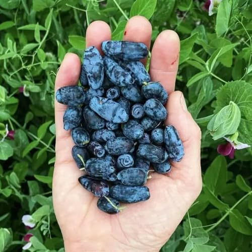 Semi di mirtillo siberiano da colonnari, lonicera caerulea, appartamento giardino resistente da giardino resistenti 85pcs
