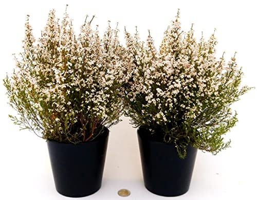 POWERS TO FLOWERS - ERICA GRACILIS BIANCA, 2 PIANTE, piante vere