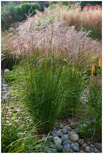Stauden Gänge 5 x Miscanthus sinensis 'Flamingo' Chinaschilf winterhart | Hohes Ziergras für Sonne, Blüte September bis Oktober, mehrjährig, 1 L Topf (11x11 cm)