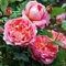 Boscobel ® Englische Rose im großen XXL 7,5 Liter Topf