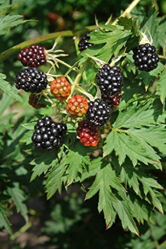 BlackBerry Plant 'Thornless Evergreen' Rubus fruticosus Evergreen Hardy Shrub No Thorns Black Berries Easy to Grow Your Own Garden Autumn Fruits 2X 3-Litre Plants by Thompson & Morgan (2)