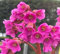 Semillas frescas de flores de Bergenia 100 piezas rosas 100 piezas para plantar y cultivar
