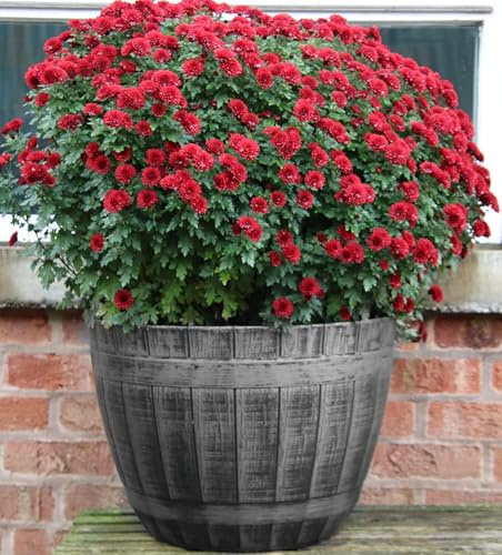 SG Traders Large Barrel Planter, Garden Plant Pot, Heavy Duty Half Barrels for Outdoor, Flower Herb Tree, Container with Drainage Holes, Large Plant Pots Garden