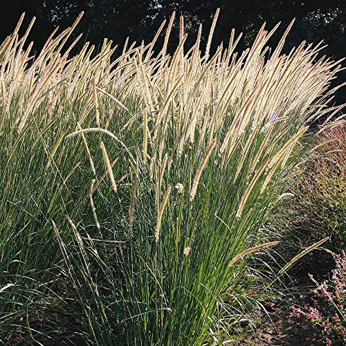 Pennisetum macrourum ‘Tail Feathers’ (African Feather Grass) Hardy Perennial 1 Packet (20 Seeds) by Thompson and Morgan
