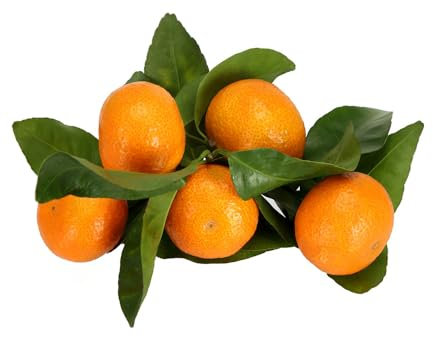 Semillas de naranjo, fruta columnar, plantas en maceta resistentes jardín decorativo, regalos inusuales retoño para jardín, semillas de árboles semillas de frutas, plantas de sombra, 200pcs