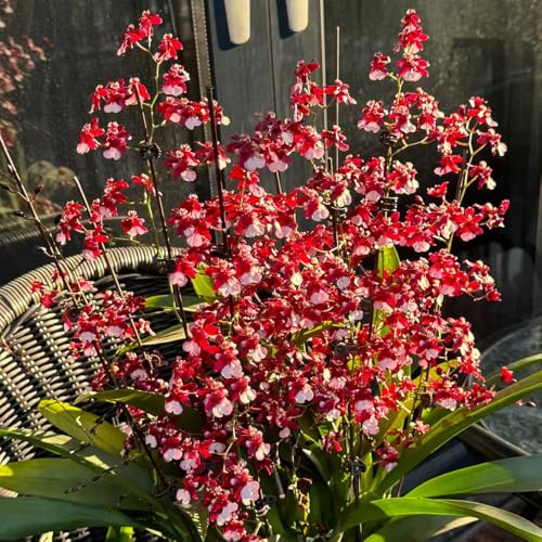 orchidea oncidium - rara d'appartamento giardino di interno primaverili, resistenti in vaso balcone insoliti d'appartamento 80semi