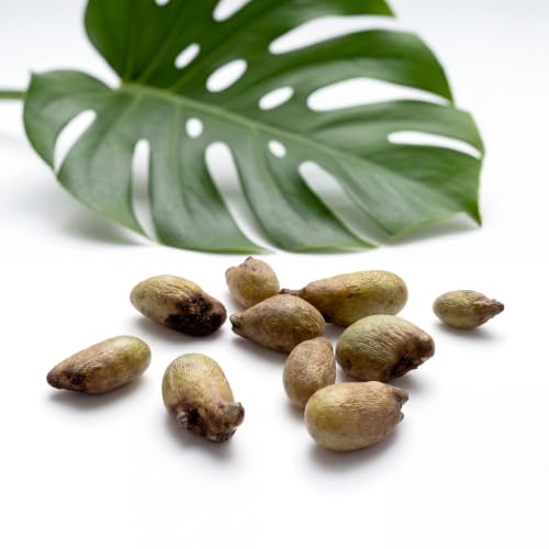PlantMe Monstera deliciosa 10 Samen (10 Monstera Samen)