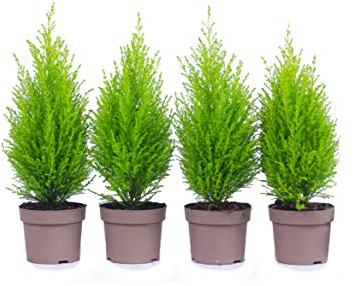 Zypressen 4 Stück in 40cm A1 Qualität MPS kontrolliert Unsere Pflanzen sind bereits für Sie vorgedüngt