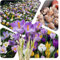 Krokus Zwiebeln (50 Stück) Blumenzwiebeln - MIX grossblumig 6/7 - Prachtmischung - mehrjährig - winterhart - SAISONWARE - NUR KURZE ZEIT ERHÄLTLICH