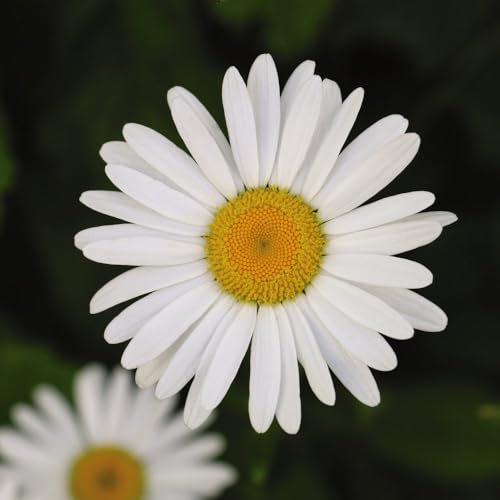 Chrysanthemum 'Silver Princess' - Compact Shasta Daisy, Pure White Blooms, Perennial Plant for Borders - 1x 1 Litre Potted Plant by Thompson & Morgan