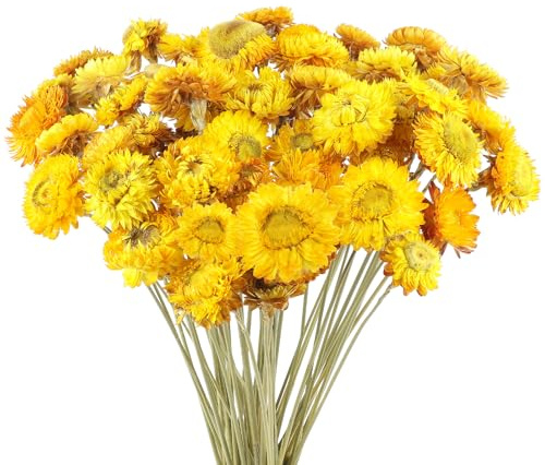 Getrocknete Blume 50PCS Daisy Bouquet 100% Natürliche Chrysantheme Trockene Blume für Vase Home Decor Party DIY Arrangement Weizen Stroh Bulk (gelb)