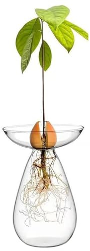 DAGLLGEW Avocado-Samen-Startervase, klares Glas, Avocado-Vase, Pflanzgefäß, Hydrokulturpflanzen, Anzuchttöpfe, kleines Baumzuchtset für die Inneneinrichtung, Heimbüro-Dekoration, Anzuchtvase, Anzu