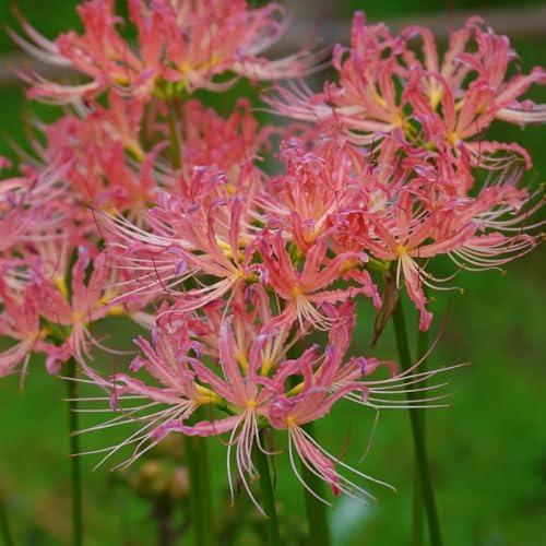 bulbos de lycoris radiata - lirio araña, resistentes para jardín y balcón. rara decoracion 2pcs