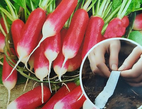 Saatband 6m (3x2m) Radieschen rot weiß Eiszapfen Radies Rettich längliche Form