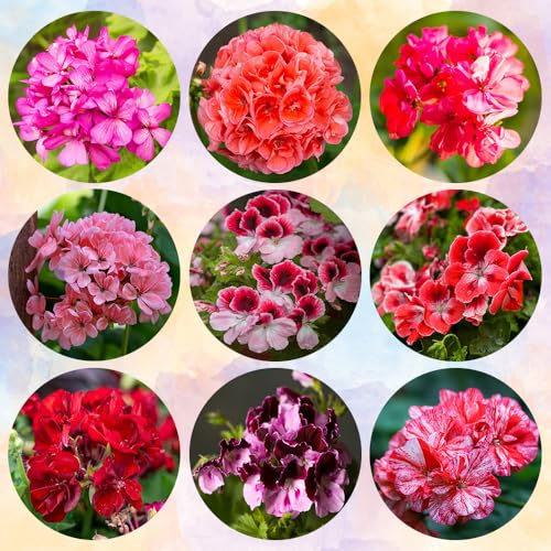semi di geranio perenni - vecchie varietà per balcone aiuola rialzata selvatici decorazione soggiorno giardino 550pcs