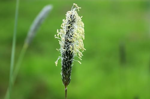 Wiesenfuchsschwanz (Alopecurus pratensis). Bei Wildtieren sehr beliebt (10000 Samen = 10,0g)