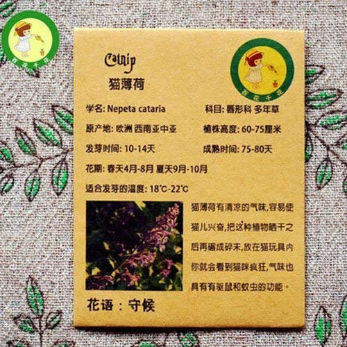 Swansgreen Catnip Catnip Cat Grass Seed Fake Nepeta Tea Can Prevent Colds, Headache Vanilla Seeds 50 Particles/Bag
