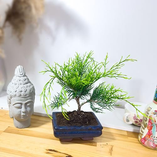 Juniper Bonsai Tree (Juniperus Procumbens) - Indoor & Outdoor Green Beauty, Easy Care in Ceramic Pot - Iconic House Plant for Home Decor, Bonsai Gardens, and Nature Enthusiasts