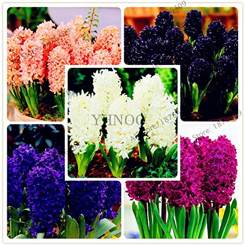 Portal Cool Seeds: 10: 100 Pcs/Bag New Hyacinth Seeds Best Germinate Pond Aquarium Seeds Indoor Home
