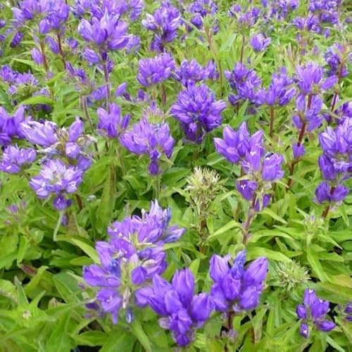 6x Campanule à bouquets 'Superba' - Campanula glomerata ‘Superba’ - Godet 9x9cm