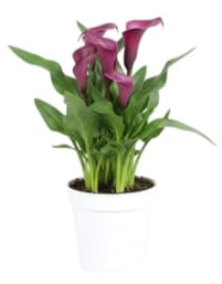 Planta Natural DECOALIVE Cala Ideal para Macetas y Rincones Verdes de Exterior