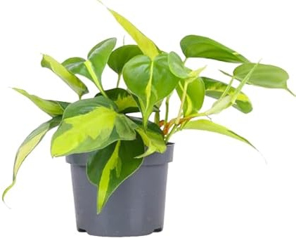 Philodendron Brasil - Planta de Interior con Hojas Colgantes Naturales